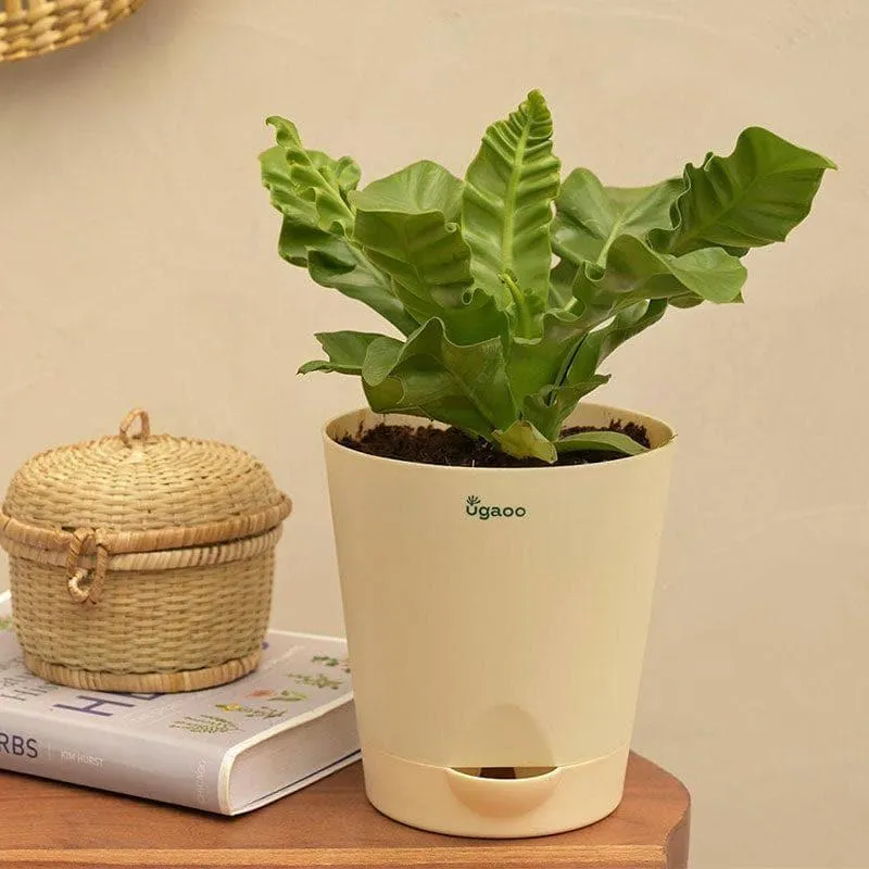 Ugaoo Cobra Fern Natural Live Indoor Plant - Medium media 1