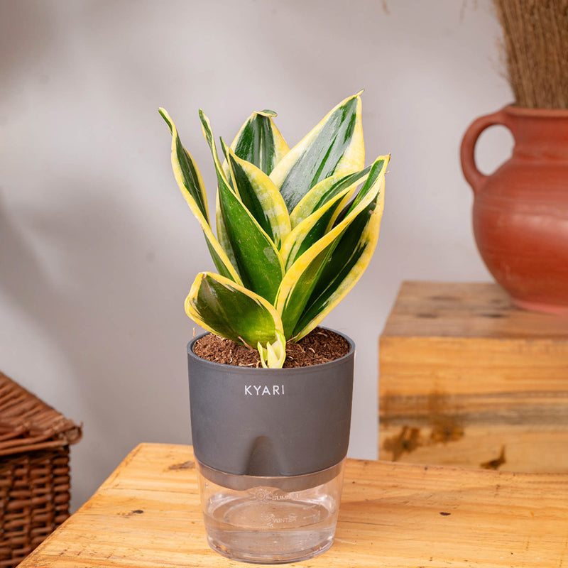 Kyari Golden Hahnii Snake Plant With Self Watering Pot (Grey) - 18 cm media 4