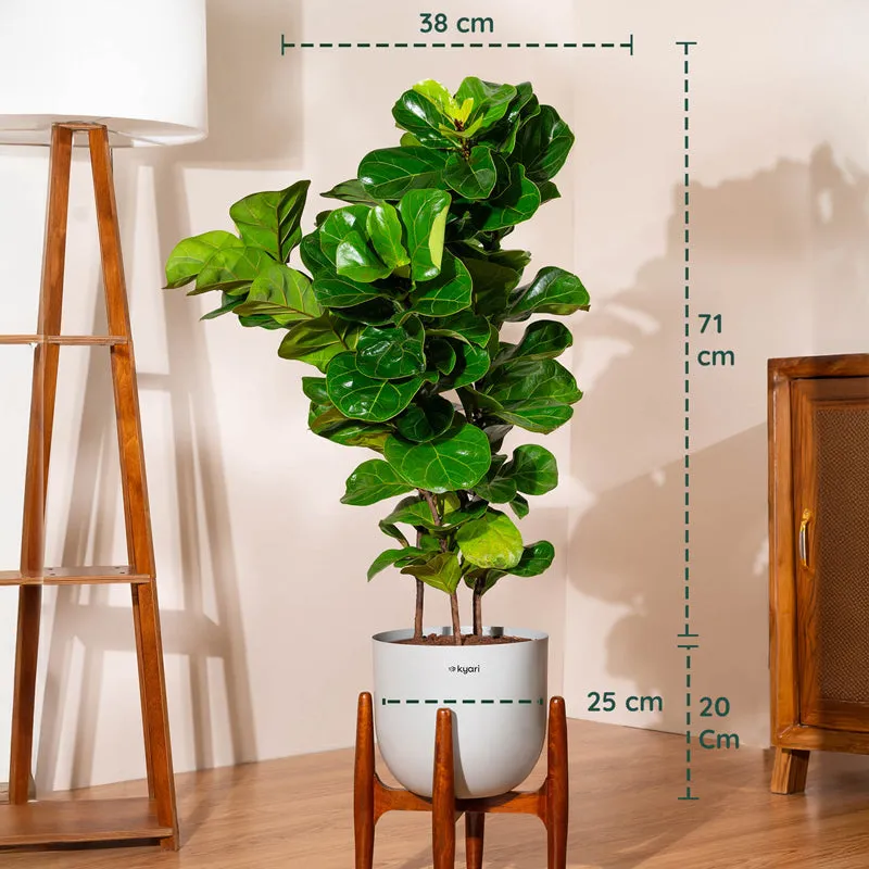 Kyari Bambino Plant With Metal Self Watering Pot (Grey) - 2.4 Feet media 5