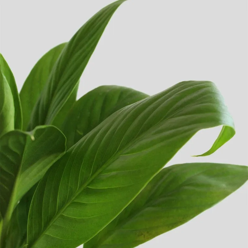 Greenkin Bamboo & Lily Live Plants (Green) - Set Of Two media 6
