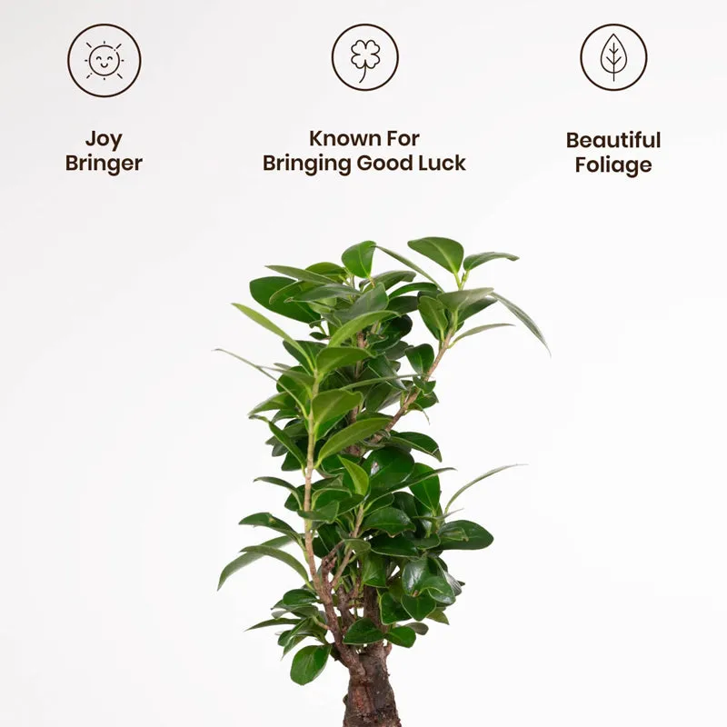 Kyari Ficus Bonsai With Metal Self Watering Pot (Blue) - 1 Foot media 4