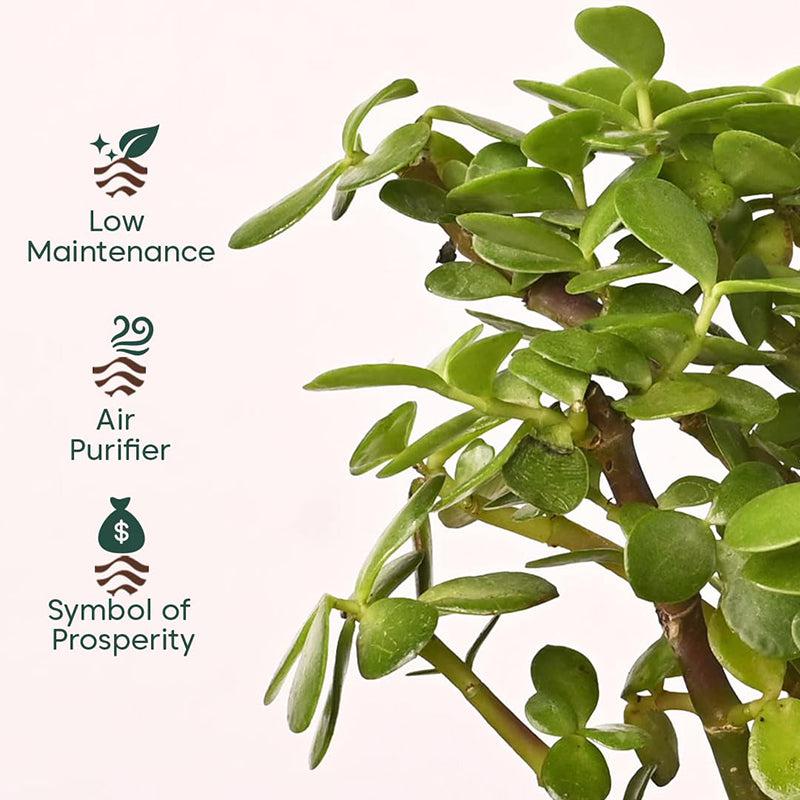 Kyari Lucky Jade Plant With Self Watering Pot - Black media 3