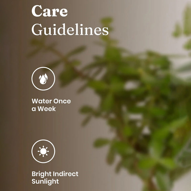 Kyari Jade Plant With Self Watering Pot (Grey) - 18 cm media 5