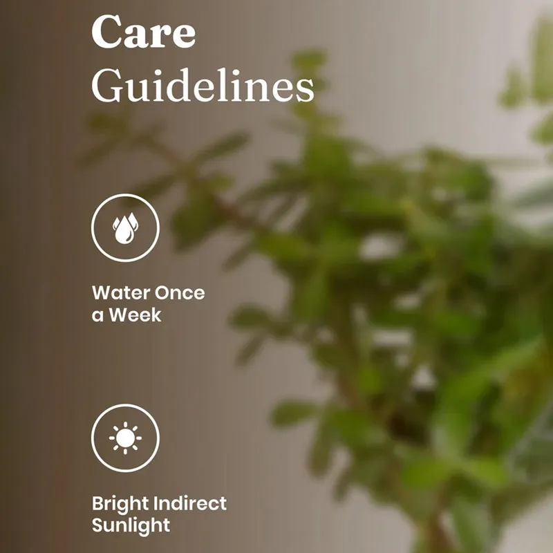 Kyari Jade Plant With Self Watering Pot (Grey) - 18 cm media 5