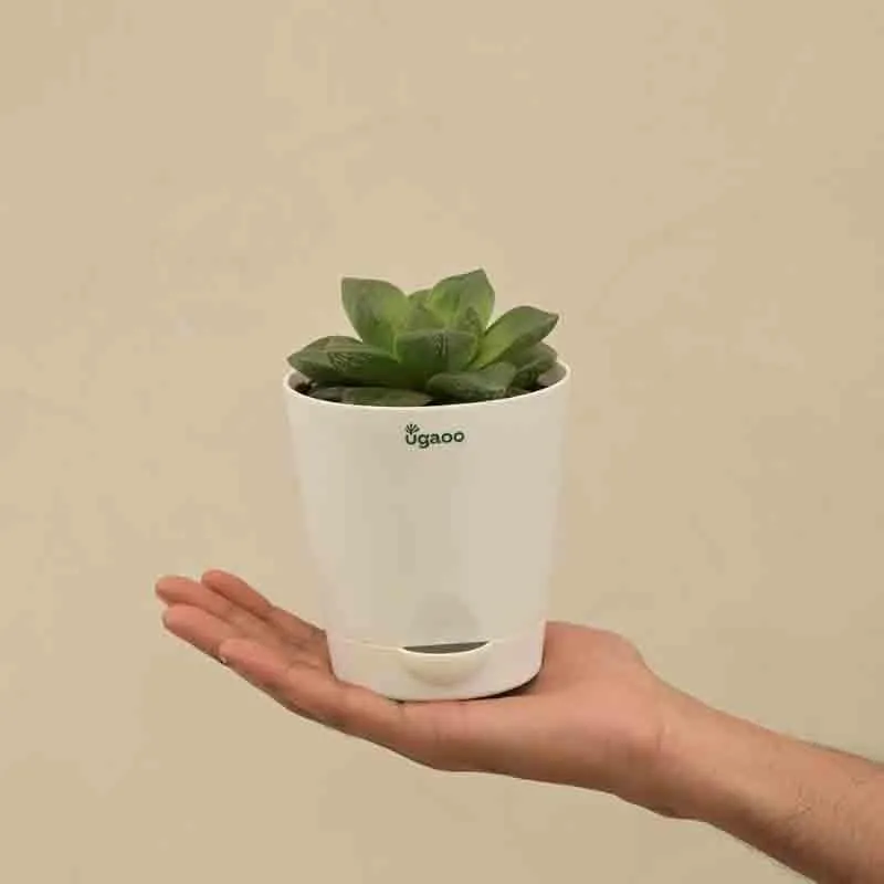 Green Haworthia Cymbiformis plant in a white self-watering pot