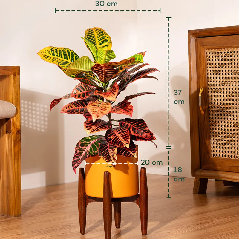 Kyari Agalonema Ice Plant With Metal Self Watering Pot (Orange) - 2 Feet media 5