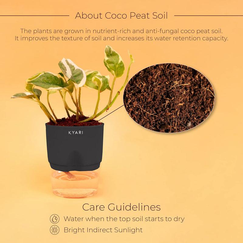 Kyari Viridian Money Plant With Self Watering Pot - Black media 3