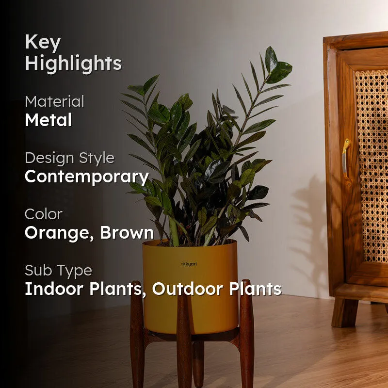 Kyari Black ZZ Plant With Metal Self Watering Pot (Orange) - 2 Feet media 2
