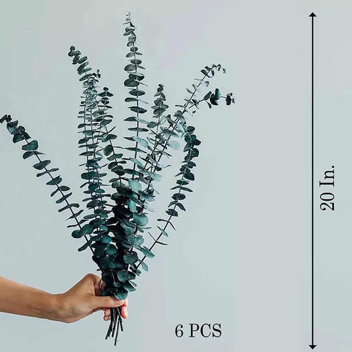 Six green eucalyptus stems shown together against a pale background