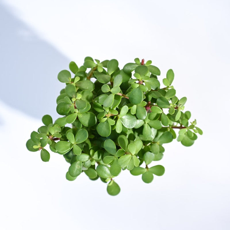 Ugaoo Jade Mini Plant-Small media 5