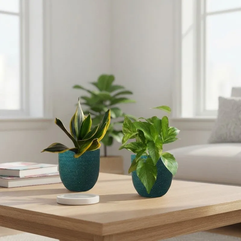 Greenkin Money Plant Gold King & Golden Snake Live Plants (Green) - Set Of Two media 1