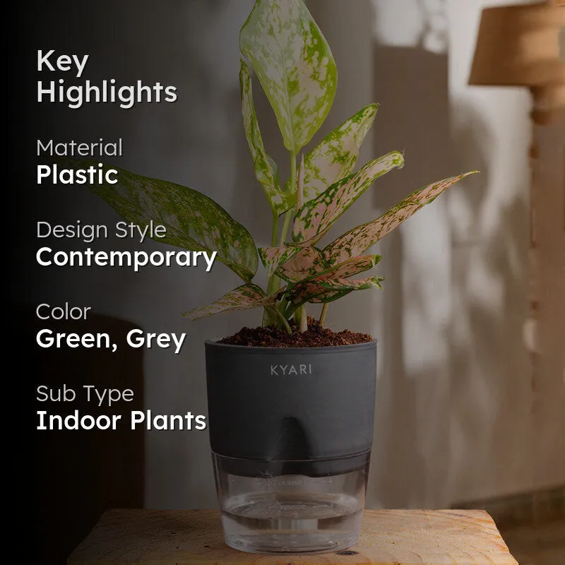 Kyari Agalonema Snow Plant With Self Watering Pot (Grey) - 18 cm media 2