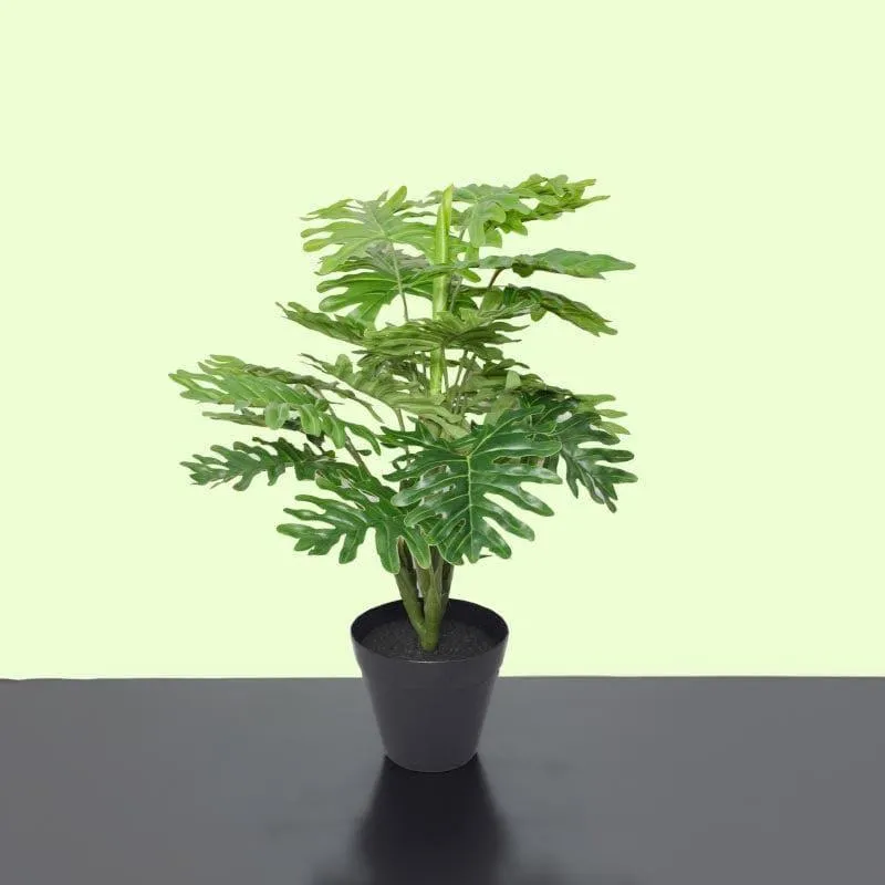 Faux Philodendron Bonsai In Black Plastic Pot - 45 cms media 3