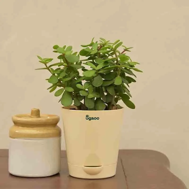 Ugaoo Jade Mini Plant- Medium media 3