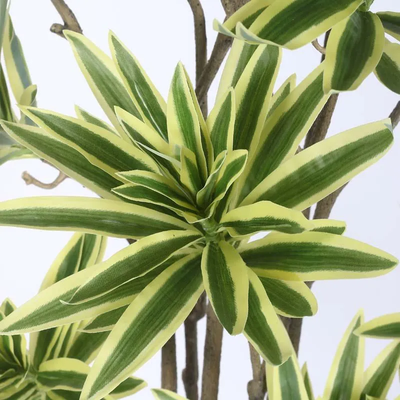 Faux Lush Dracaena Reflexa Plant With Black Plastic Pot - 5.2 Feet media 4
