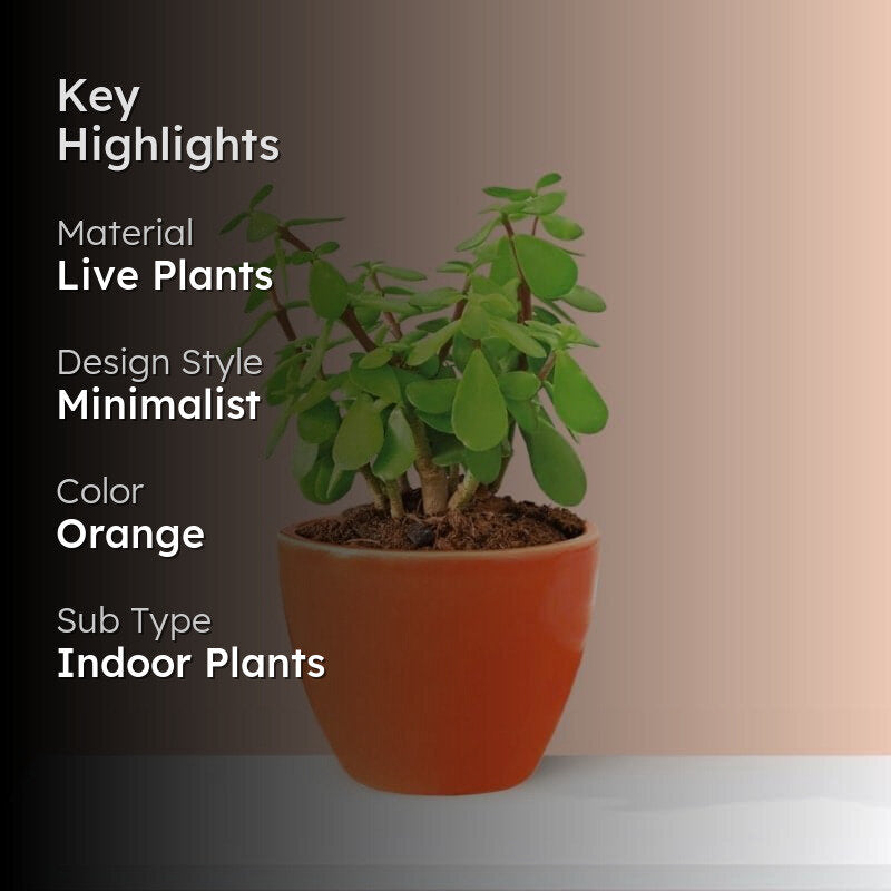 Ugaoo Good Luck Jade Plant With Apple Orange Ceramic Pot media 2