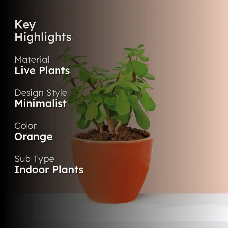 Ugaoo Good Luck Jade Plant With Apple Orange Ceramic Pot media 2