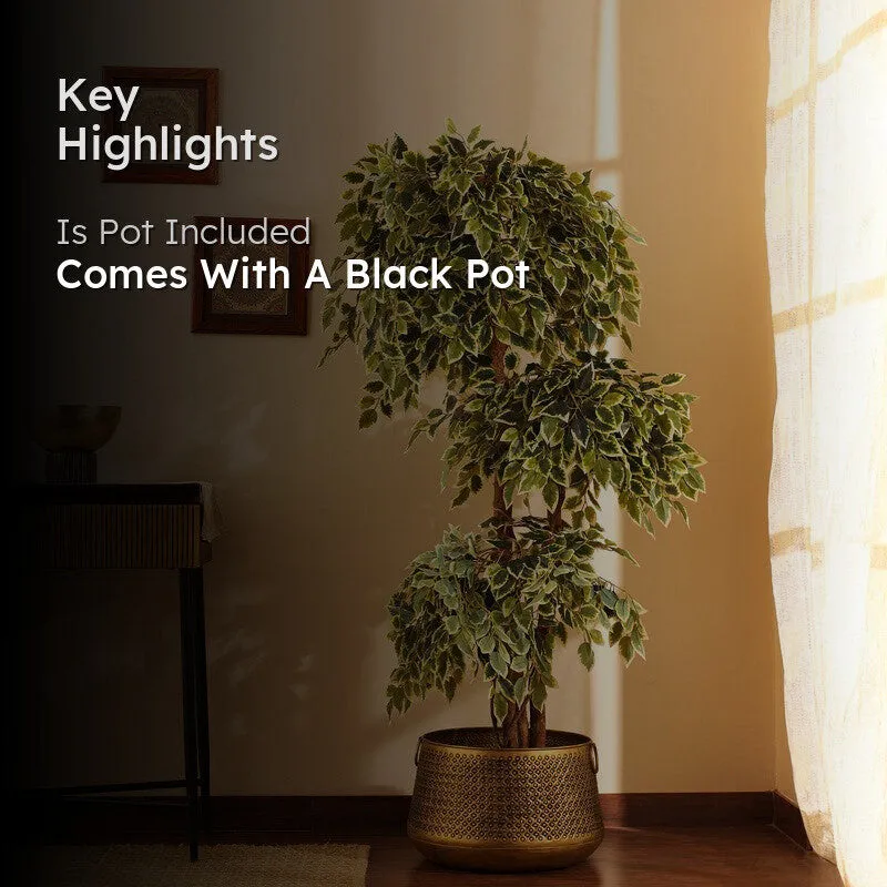 Artificial Variegated Ficus Bonsai With Black Plastic Pot 5.5 ft media 2