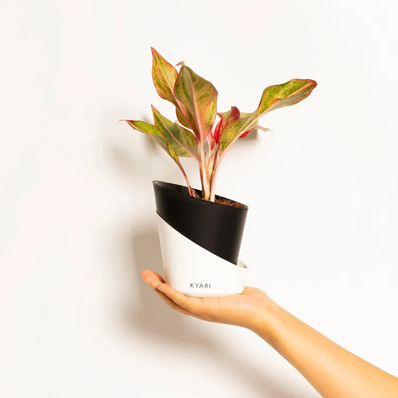 Kyari Nectary Self-Watering Planter - Set Of Five media 3