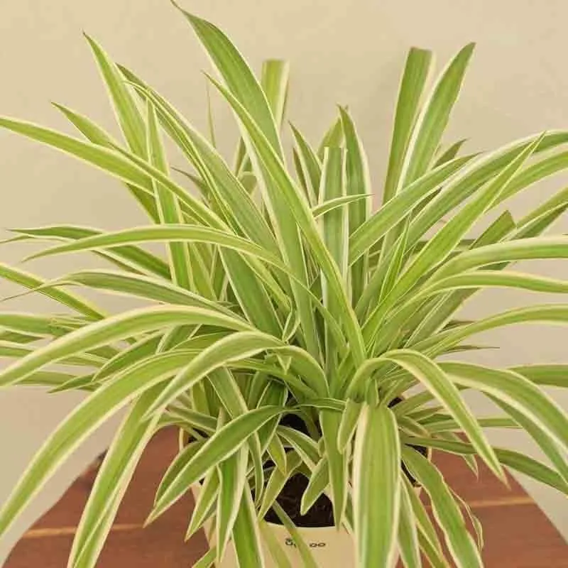 Ugaoo Spider Plant - Medium media 4
