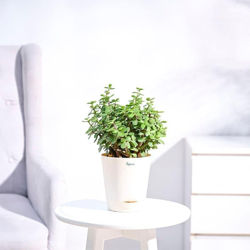 Live Plants