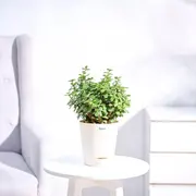 Living Greens category
