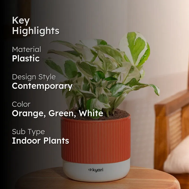 Kyari Money Plant with Self Watering Pot - Red - 2
