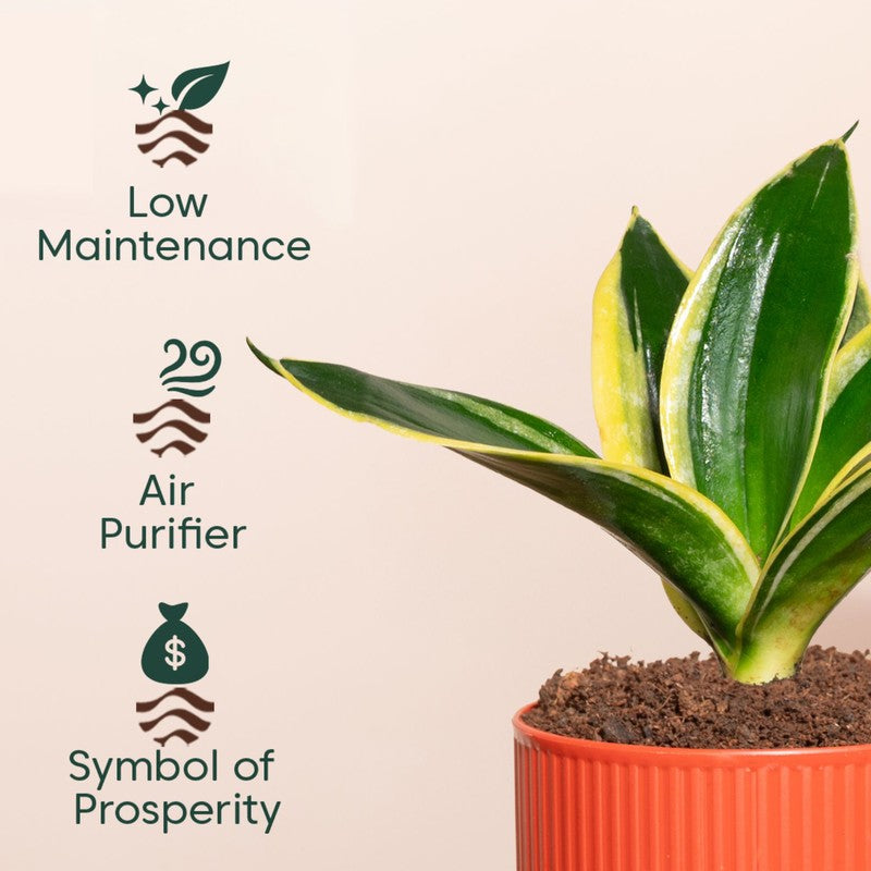 Kyari Golden Hahnii Snake Plant with Self Watering Pot - Red media 4