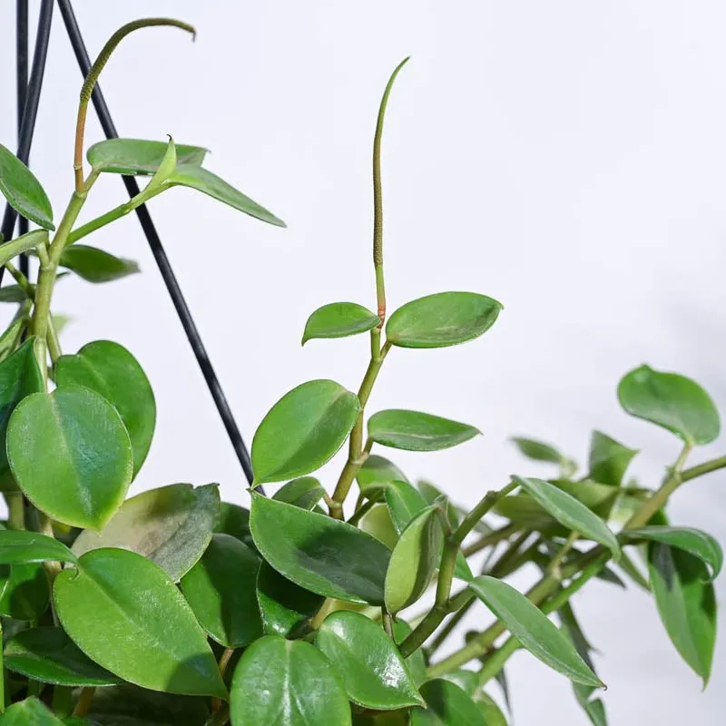 Ugaoo Peperomia Green Creeper with Hanging Planter media 4