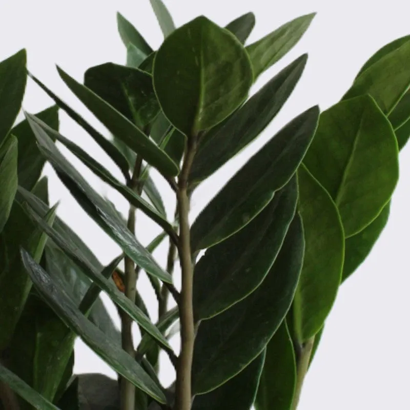 Greenkin ZZ & Aglaonema Pink Live Plants (Green) - Set Of Two media 7
