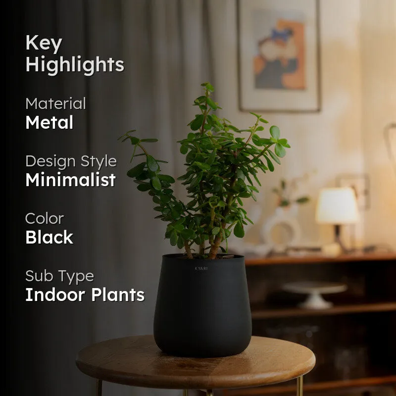 Kyari Lucky Jade Plant With Metal Self Watering Pot - Black media 2