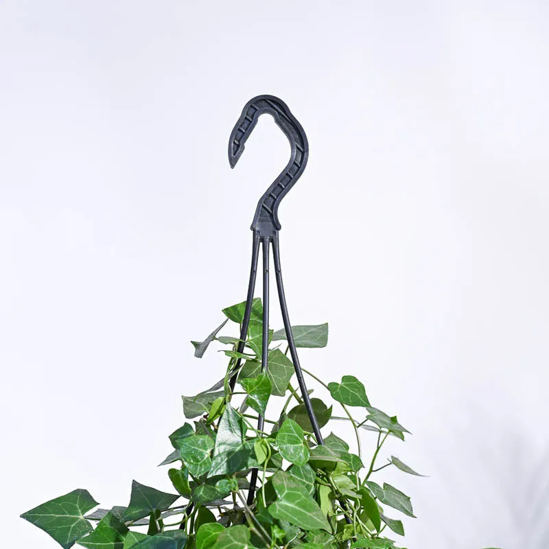 Ugaoo English Ivy Plant In Hanging Planter media 4