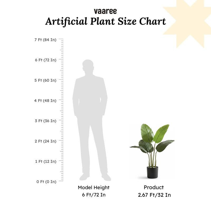 Tropiva Banana Leaf Palm Plant With Black Plastic Pot - 2.6 ft media 7