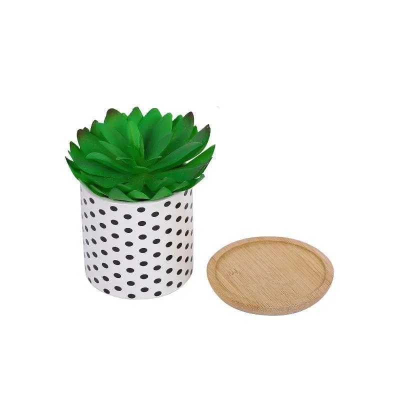 Faux Gasteria In Polka Pot - 11 cms media 3