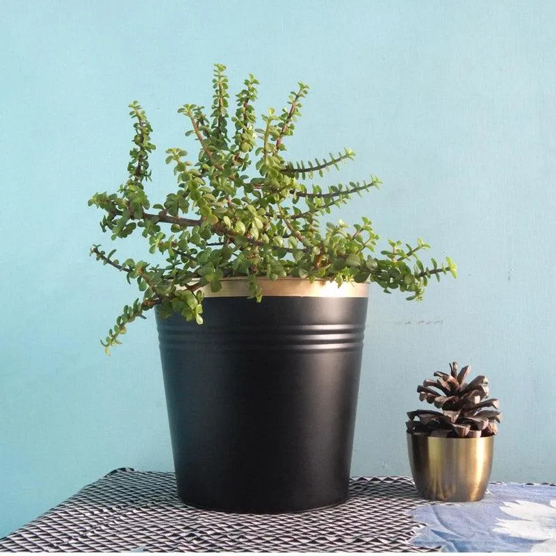 Anira Black Planter media 4