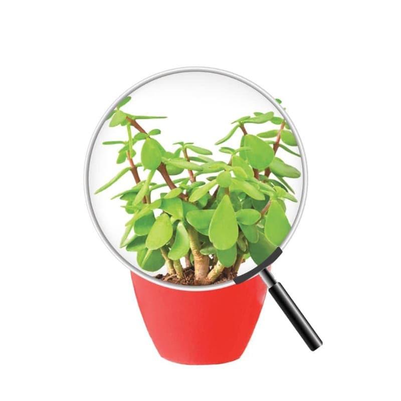 Ugaoo Good Luck Jade Plant With Apple Red Ceramic Pot media 4
