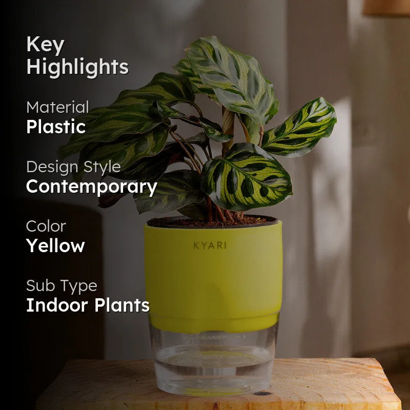 Kyari Peacock Plant With Self Watering Pot (Yellow) - 18 cm media 2