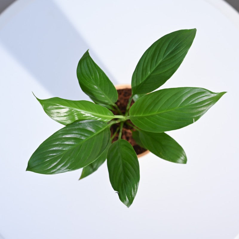 Ugaoo Peace Lily Plant- Small media 6