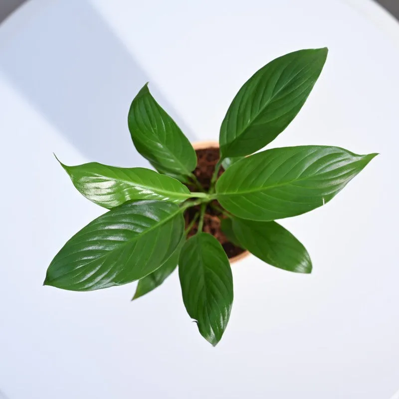 Ugaoo Peace Lily Plant- Small media 6