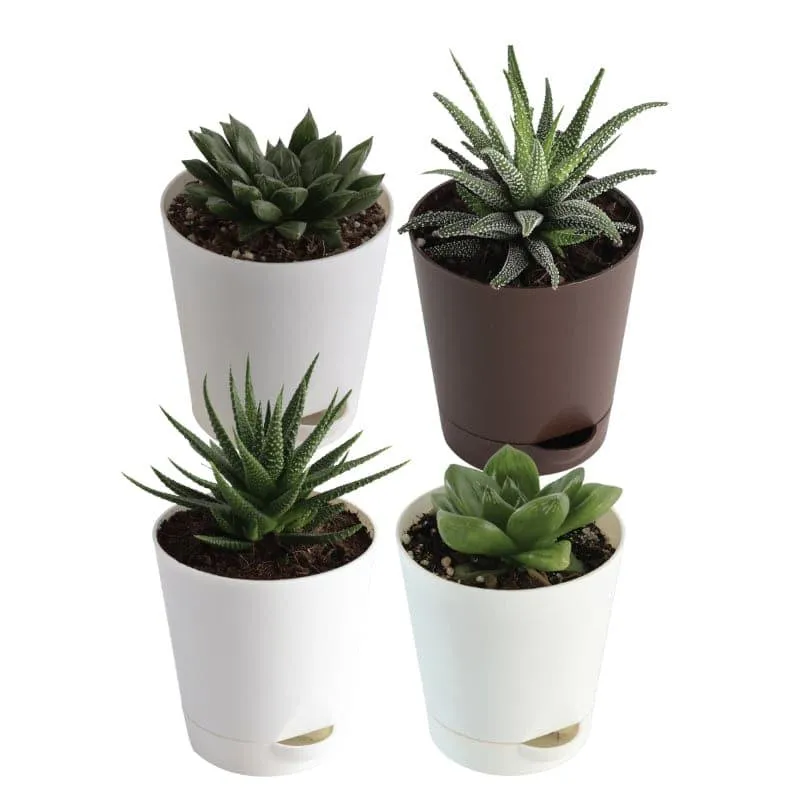 Ugaoo Succulent Plants With Pot - Set Of Four - 3