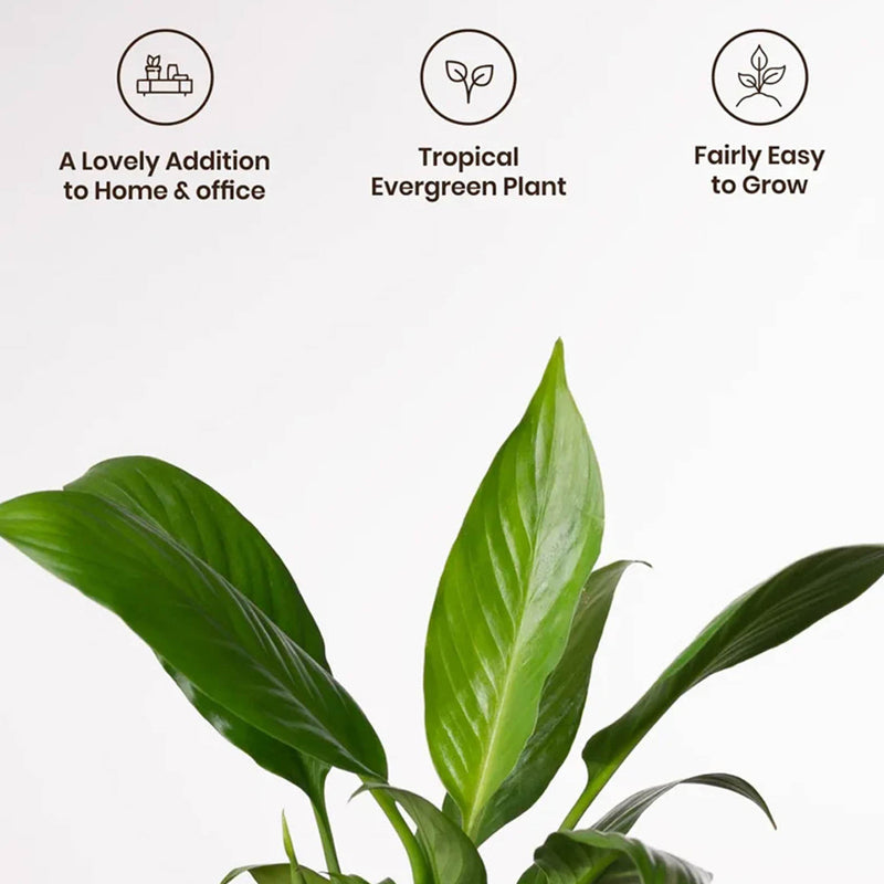 Kyari Peace Lily Plant With Self Watering Pot (Grey) - 18 cm media 4