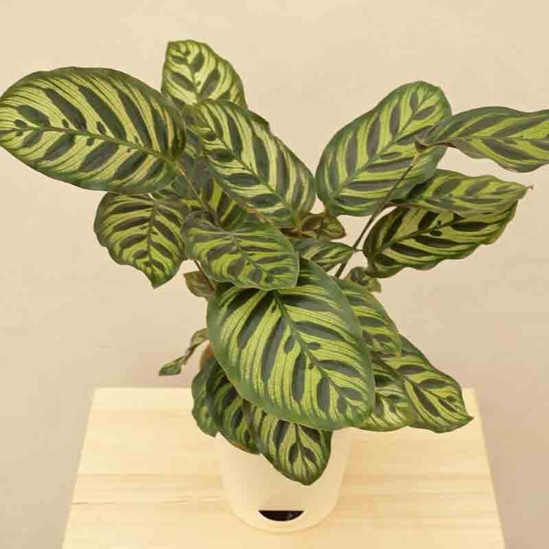 Ugaoo Peacock Plant media 5