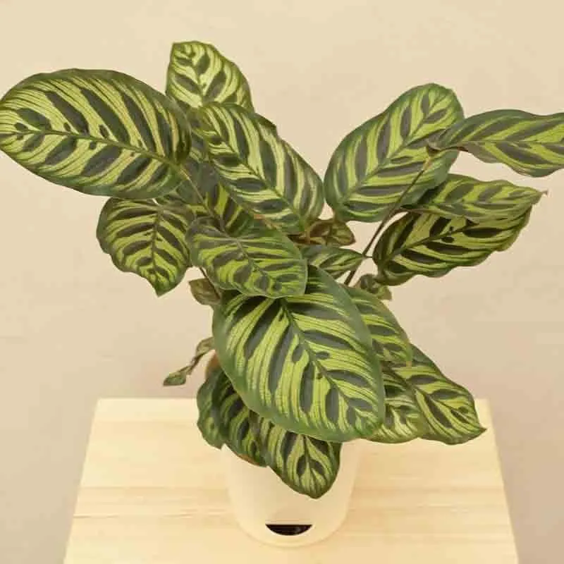 Ugaoo Peacock Plant media 5