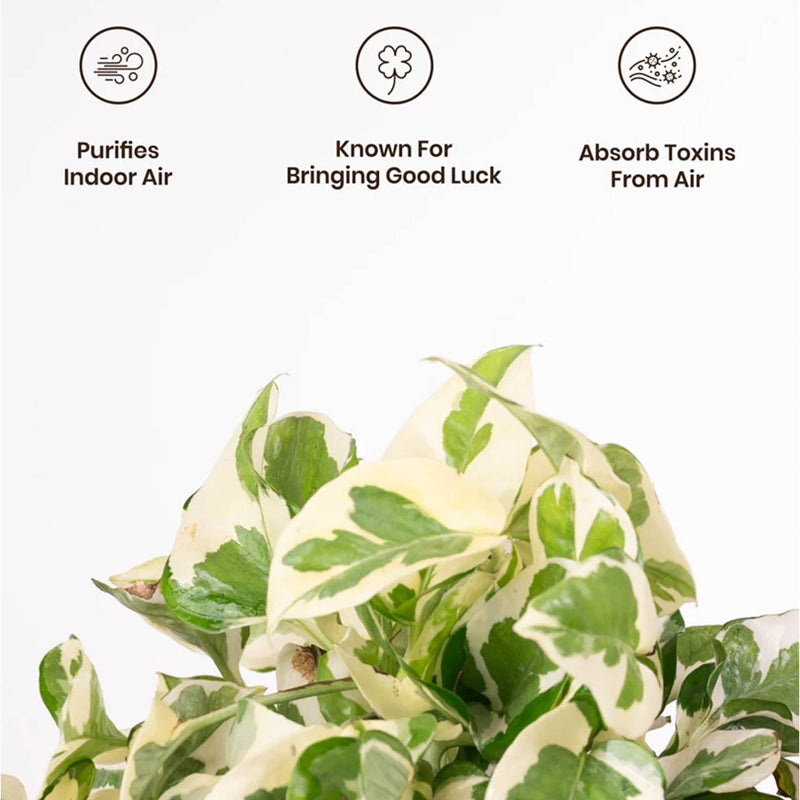 Kyari Money Plant With Self Watering Pot (White) - 18 cm media 4