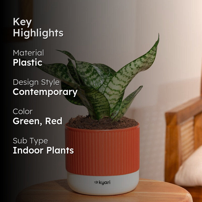 Kyari Snake Plant with Self Watering Pot - Red media 2