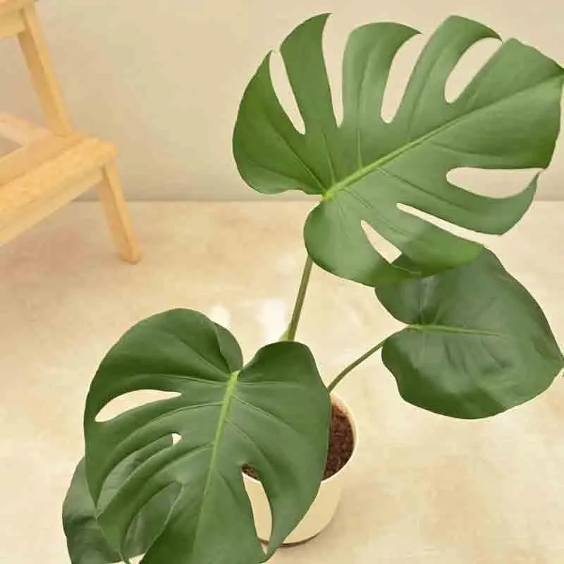 Ugaoo Monstera Deliciosa Plant media 5