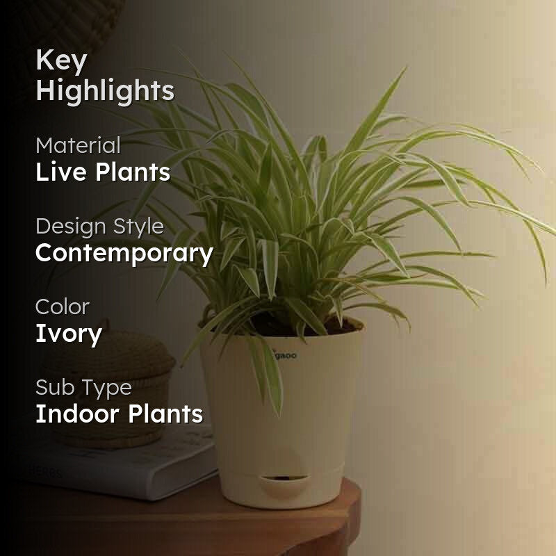 Ugaoo Spider Plant - Medium media 2