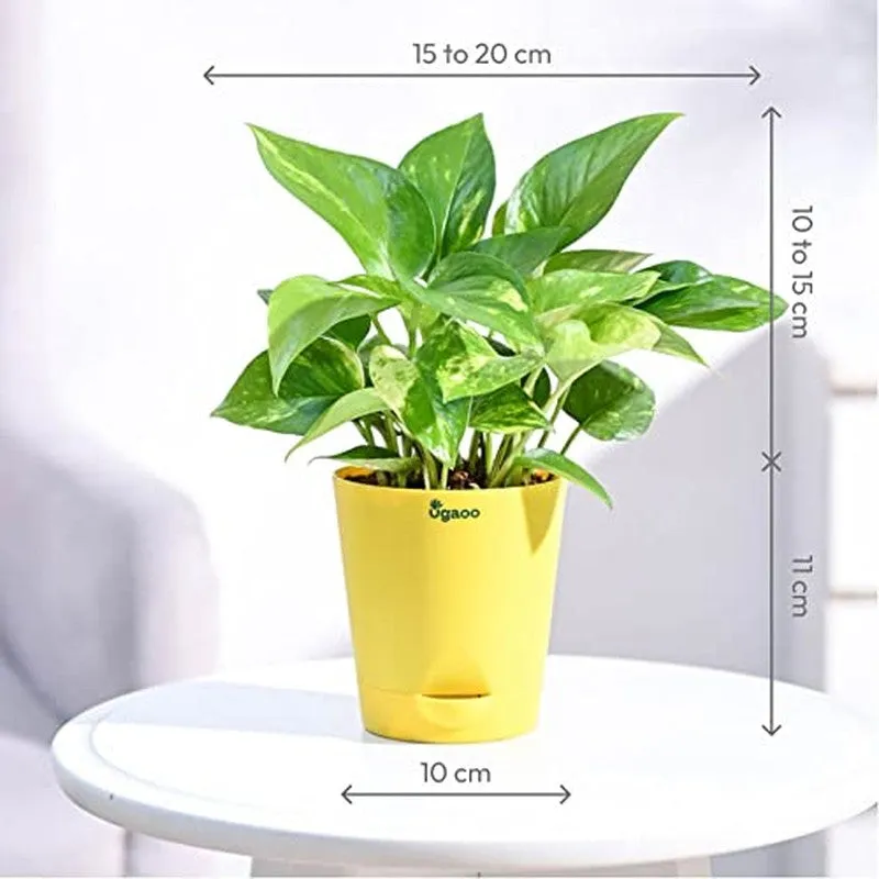 Ugaoo Money Plant Variegated media 9