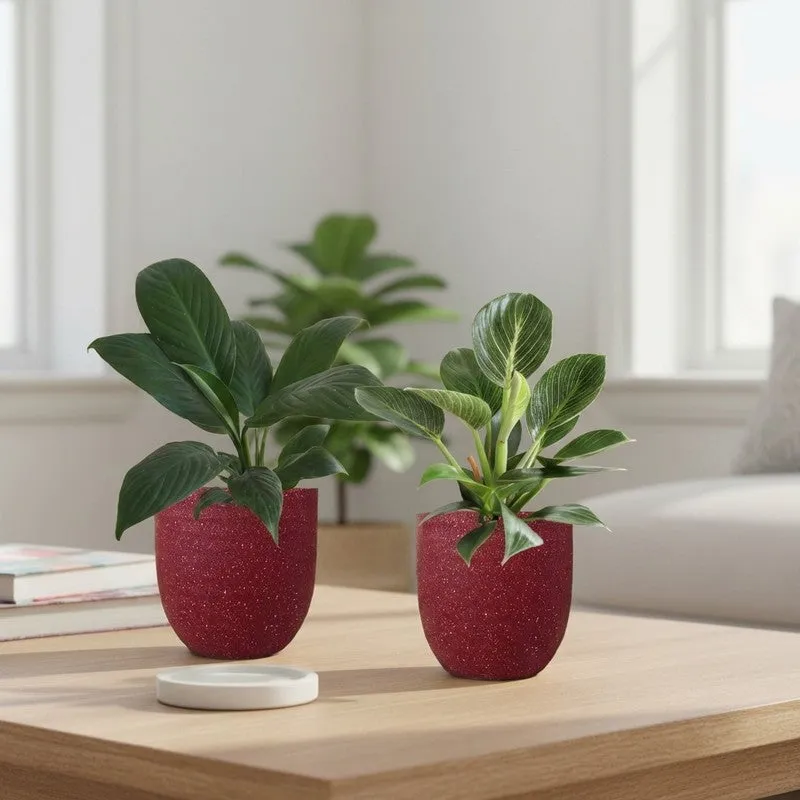 Greenkin Lily & Birkin Live Plants (Red) - Set Of Two media 1