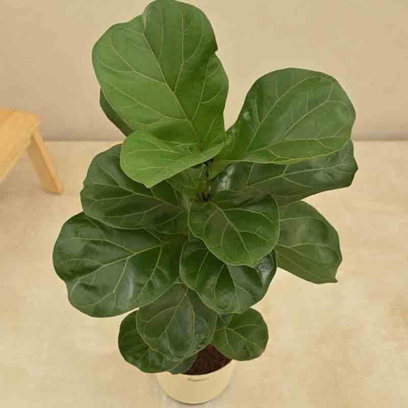 Ugaoo Fiddle Leaf Fig Plant - Bambino (Large) media 5